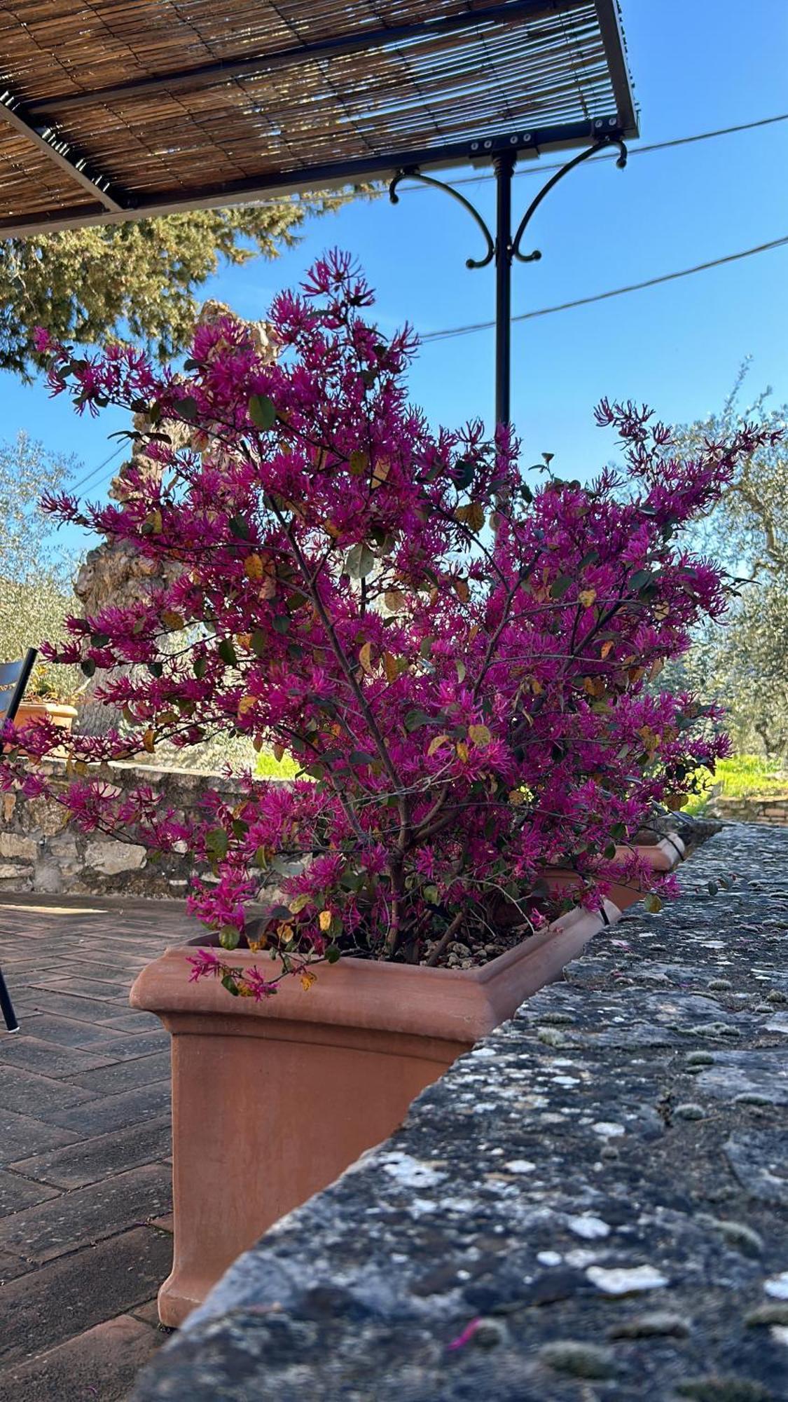הוילה גאיולה אין קיאנטי Borgo A Monti Di Sotto מראה חיצוני תמונה